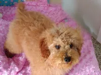 Patience , a female Poodle - Miniature  for sale in Millerstown, PA – Photo 4 of 6