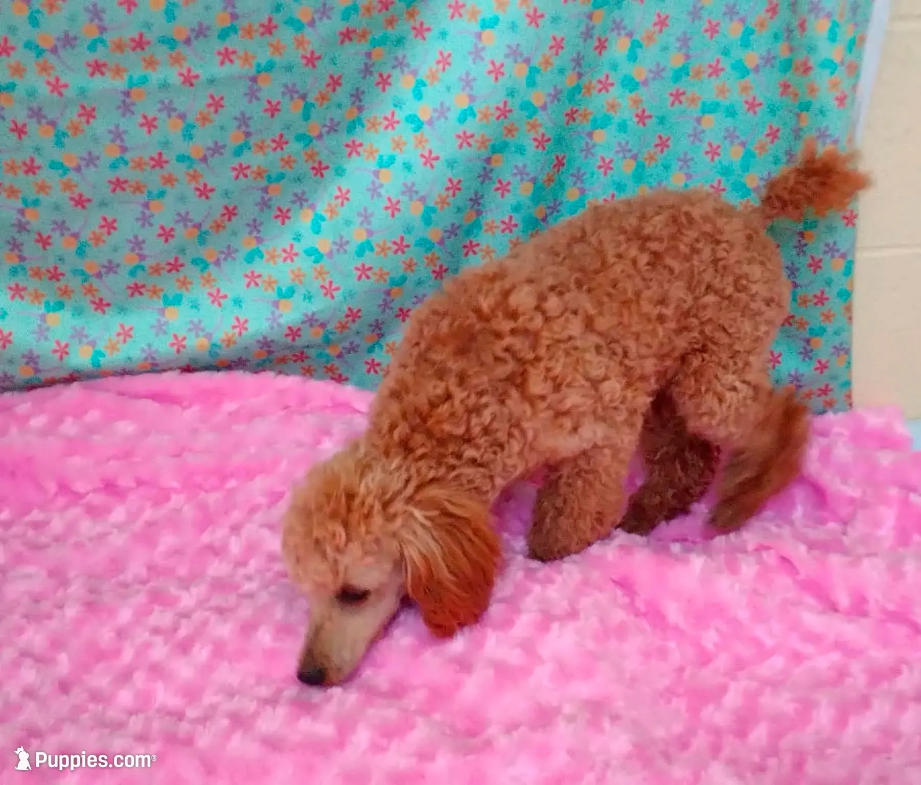 Patience , a female Poodle - Toy  for sale in Millerstown, PA – 2 of 4