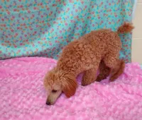 Patience , a female Poodle - Toy  for sale in Millerstown, PA – 6 of 6