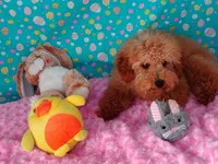 Patience , a female Poodle - Miniature  for sale in Millerstown, PA – Photo 2 of 6