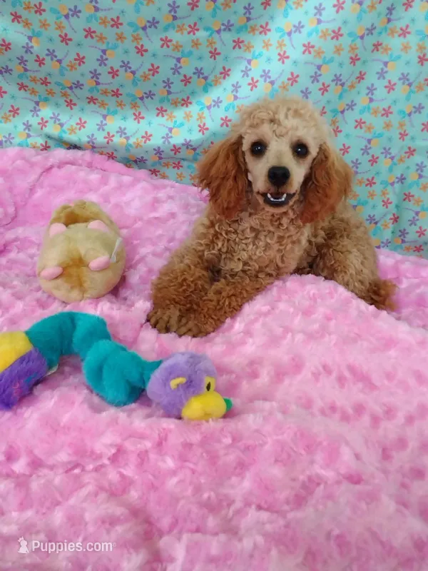 Patience  – Poodle - Toy  puppy for sale in Millerstown, PA