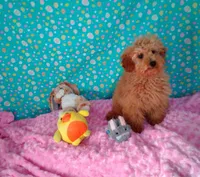 Patience , a female Poodle - Miniature  for sale in Millerstown, PA – Photo 5 of 6