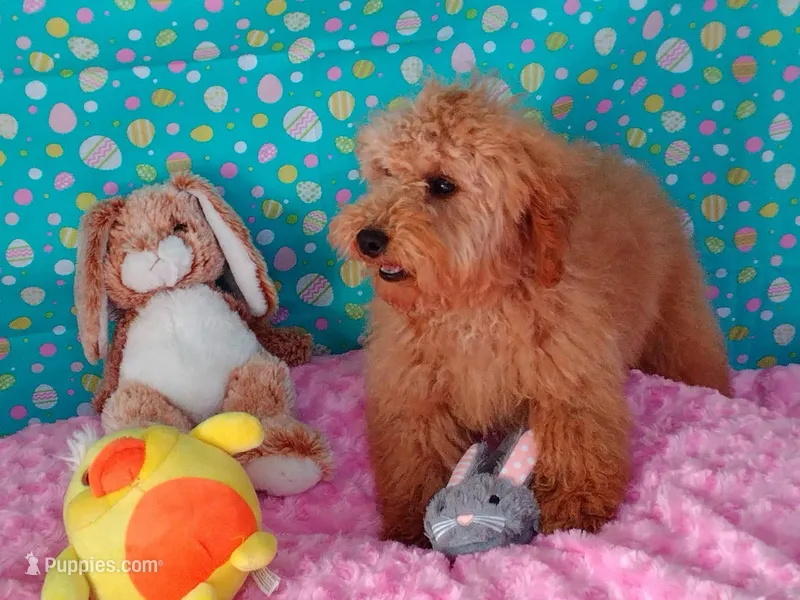 Patience  – Poodle - Miniature  puppy for sale in Millerstown, PA