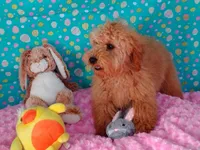 Patience , a female Poodle - Miniature  for sale in Millerstown, PA – Photo 1 of 6