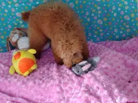 Patience , a female Poodle - Miniature  for sale in Millerstown, PA – Photo 3 of 6