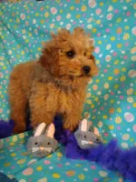 Patience , a female Poodle - Miniature  for sale in Millerstown, PA – Photo 6 of 6