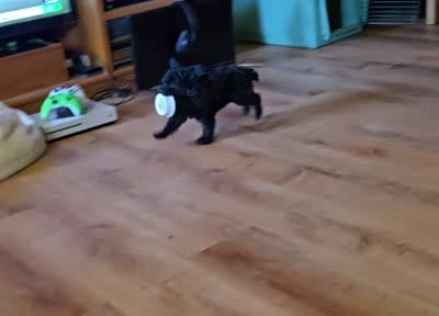 BeBe, a female Poodle - Toy  for sale in Millerstown, PA – 4 of 8