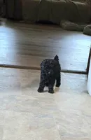 BeBe, a female Poodle - Toy  for sale in Millerstown, PA – 1 of 4