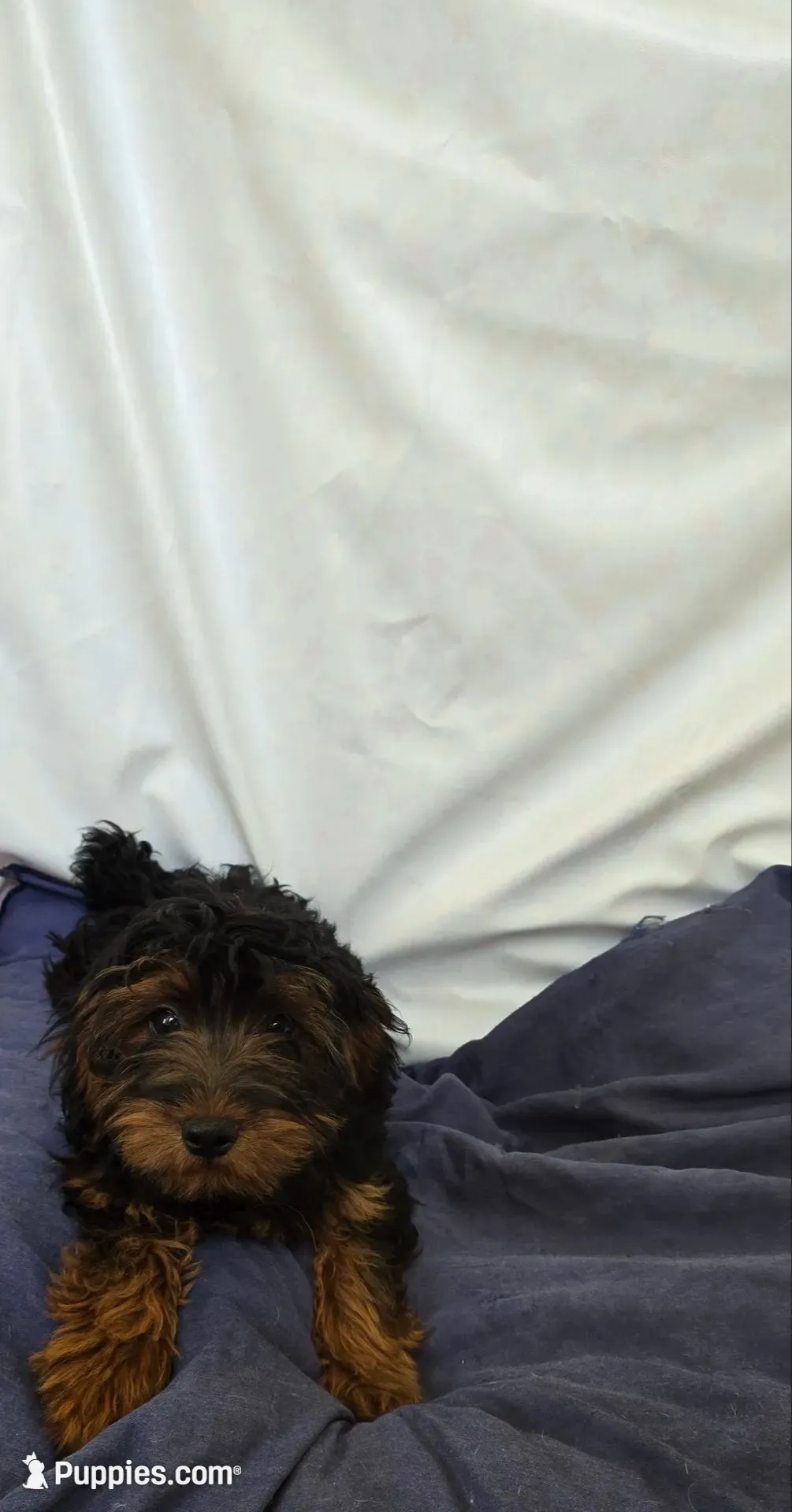 Bubba, a male Yorkipoo for sale in Millerstown, PA – 7 of 7