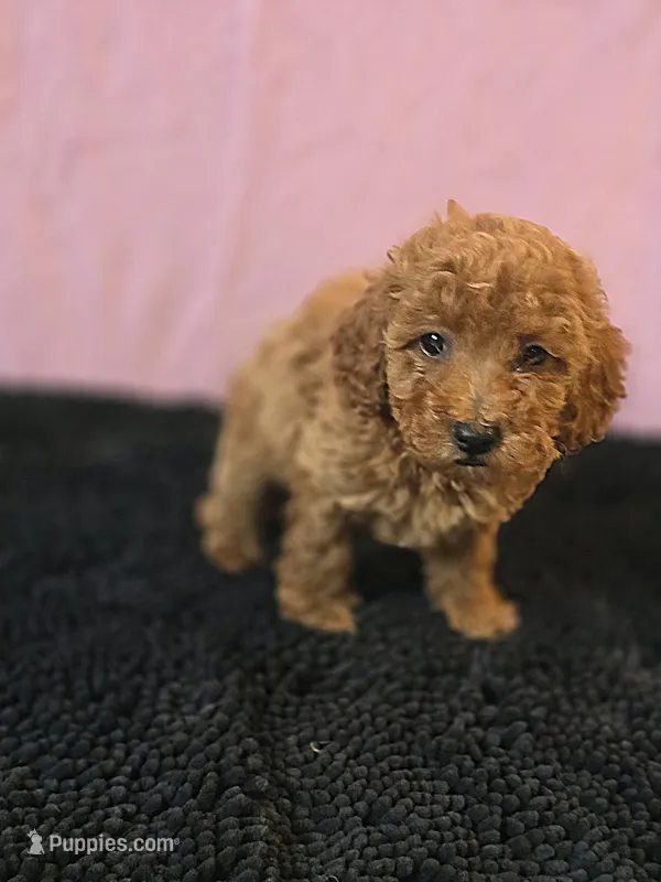 Berry – Poodle - Toy  puppy for sale in Millerstown, PA