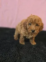 Berry, a female Poodle - Toy  for sale in Millerstown, PA – 2 of 3