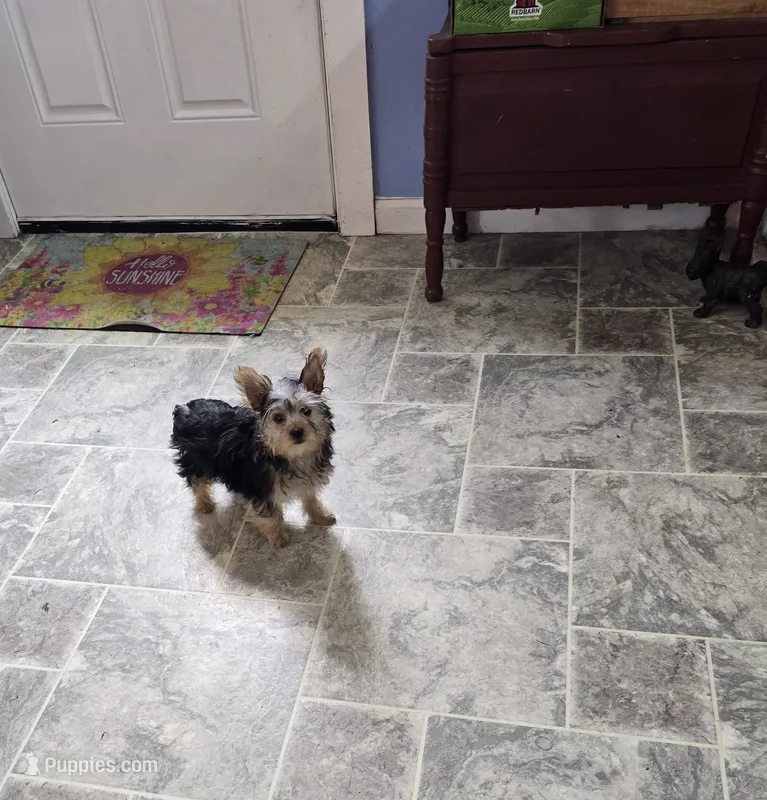 Yolo – Yorkshire Terrier puppy for sale in Millerstown, PA