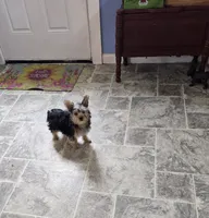 Yolo, a female Yorkshire Terrier for sale in Millerstown, PA – 4 of 4