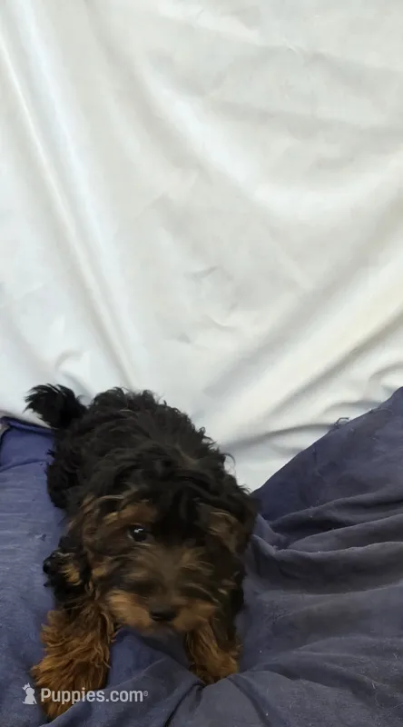 Bubba – Yorkipoo puppy for sale in Millerstown, PA