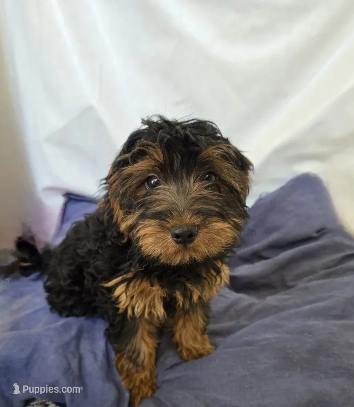 Bubba – Yorkipoo puppy for sale in Millerstown, PA