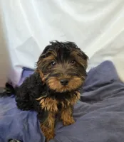 Bubba, a male Yorkipoo for sale in Millerstown, PA – 2 of 3