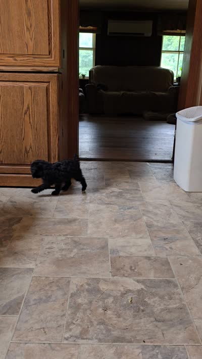 BeBe, a female Poodle - Toy  for sale in Millerstown, PA – 3 of 4