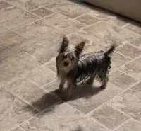 Yolo, a female Yorkshire Terrier for sale in Millerstown, PA – 4 of 7