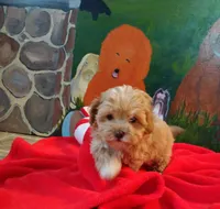 Macy, a female Maltipoo for sale in Millerstown, PA – Photo 1 of 2