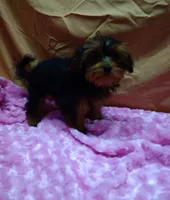 Tiny Tot, a female Yorkipoo for sale in Millerstown, PA – 4 of 5