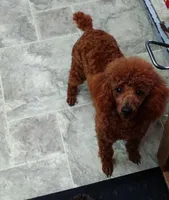 Billiejo, a female Poodle - Miniature  for sale in Millerstown, PA – Photo 3 of 3