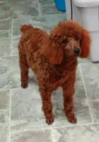 Billiejo, a female Poodle - Miniature  for sale in Millerstown, PA – Photo 2 of 3