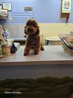 Billiejo, a female Poodle - Miniature  for sale in Millerstown, PA – Photo 1 of 3