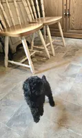 BeBe, a female Poodle - Toy  for sale in Millerstown, PA – 4 of 4