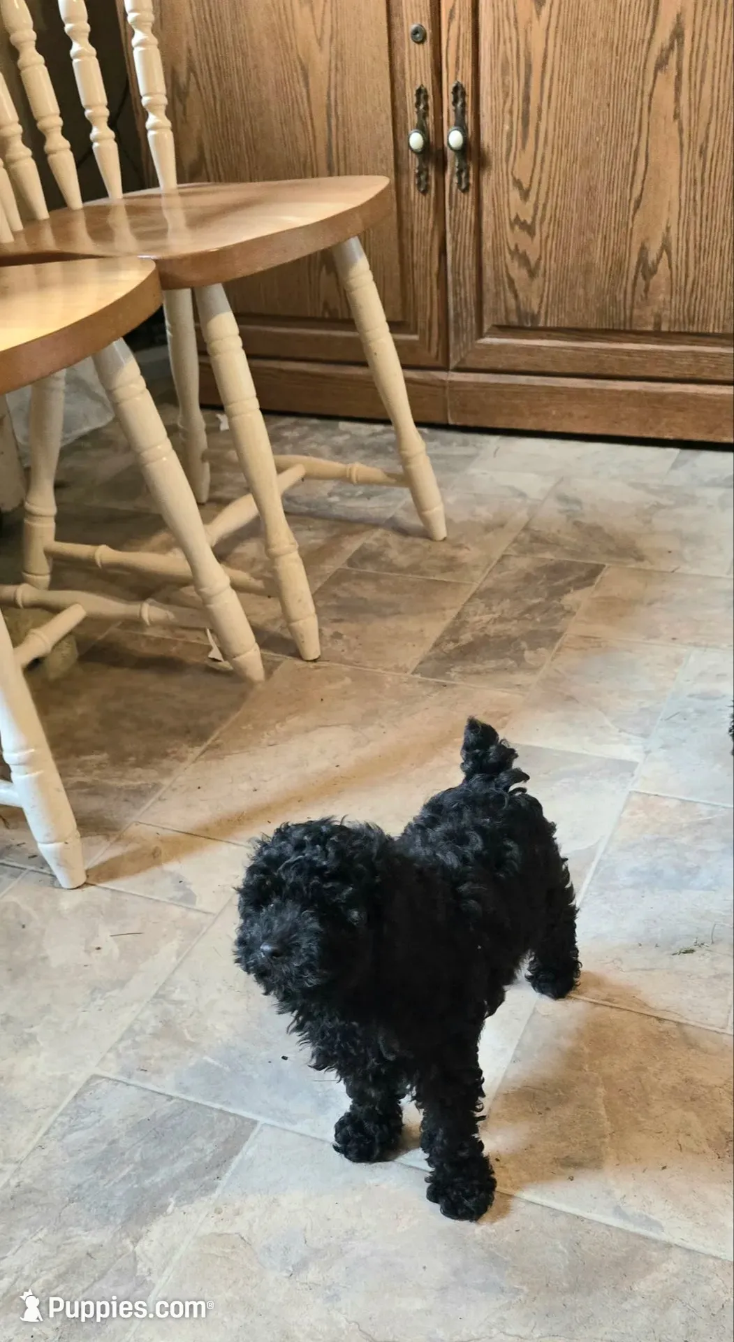 BeBe, a female Poodle - Toy  for sale in Millerstown, PA – 5 of 8