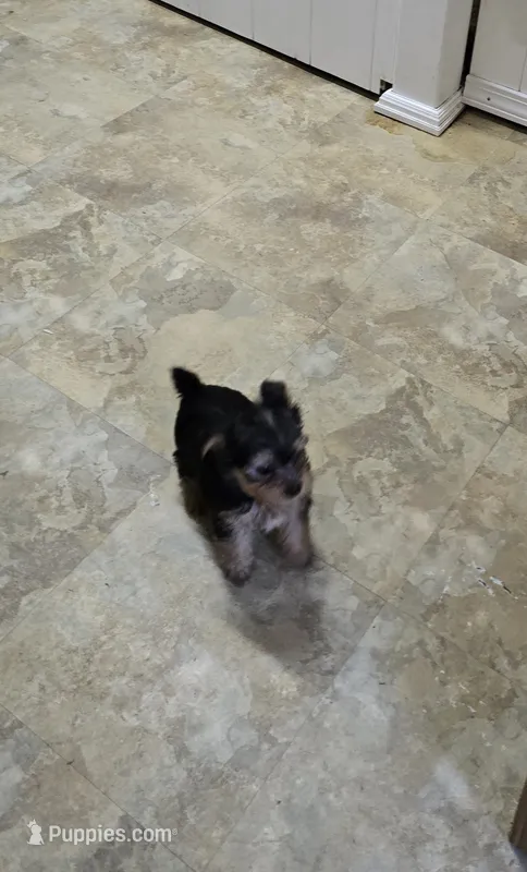 Yolo – Yorkshire Terrier puppy for sale in Millerstown, PA