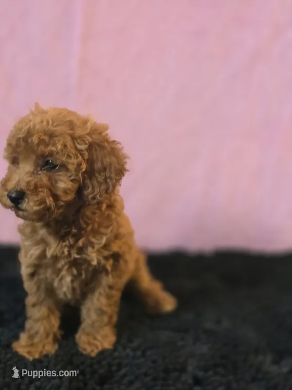 Berry – Poodle - Toy  puppy for sale in Millerstown, PA