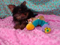 Haliey, a female Yorkshire Terrier for sale in Millerstown, PA – 4 of 4