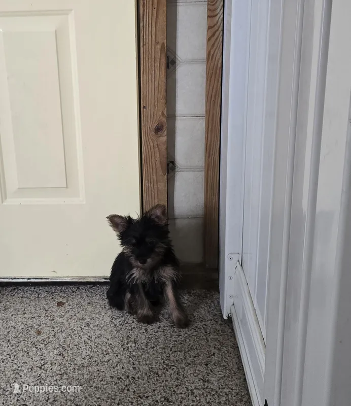 Haliey, a female Yorkshire Terrier for sale in Millerstown, PA – Photo 1 of 2