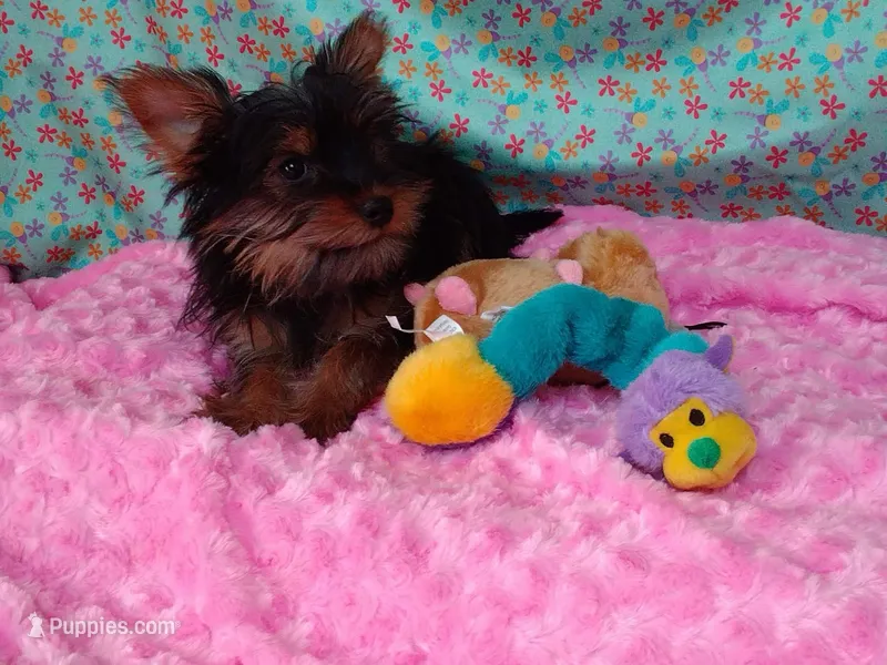 Haliey – Yorkshire Terrier puppy for sale in Millerstown, PA