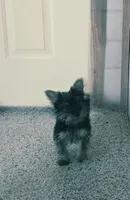 Haliey, a female Yorkshire Terrier for sale in Millerstown, PA – Photo 2 of 2