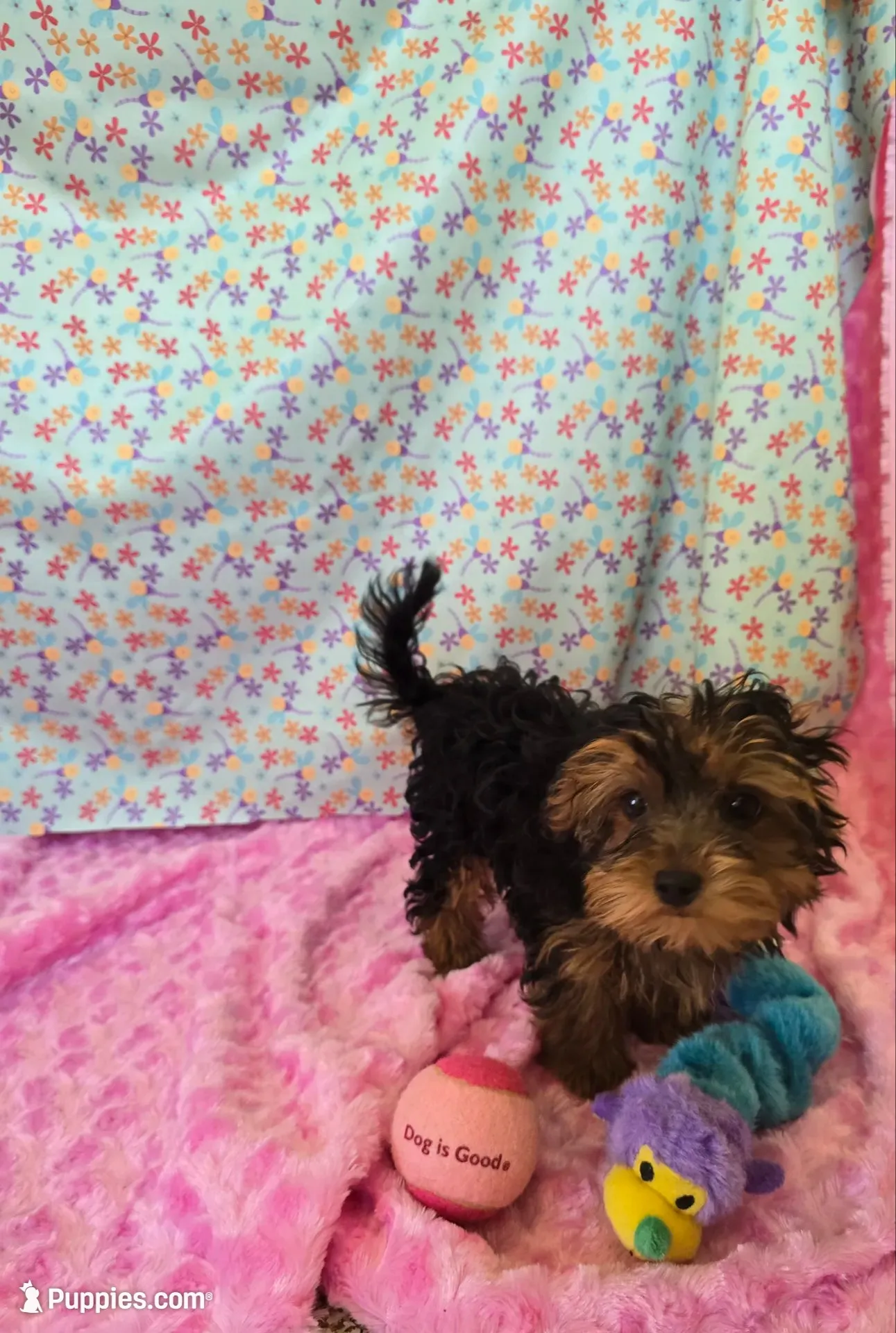 Tiny Tot, a female Yorkipoo for sale in Millerstown, PA – 5 of 5