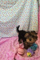 Tiny Tot, a female Yorkipoo for sale in Millerstown, PA – 3 of 3