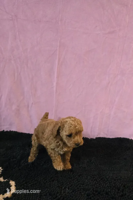 Berry – Poodle - Toy  puppy for sale in Millerstown, PA