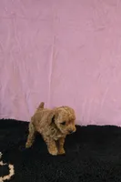 Berry, a female Poodle - Toy  for sale in Millerstown, PA – 1 of 3