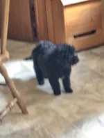 Bear, a male Maltipoo for sale in Millerstown, PA – 7 of 8
