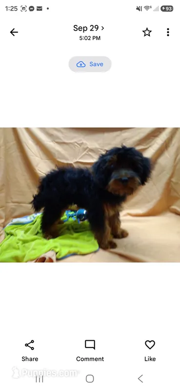 Bubba – Yorkipoo puppy for sale in Millerstown, PA