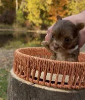 Autumn, a female Yorkshire Terrier for sale in Rochester, IN – 3 of 3