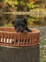 Ash, a male Yorkshire Terrier for sale in Rochester, IN – 2 of 3