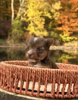 Sonny, a male Yorkshire Terrier for sale in Rochester, IN – 1 of 3