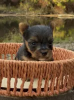 Ash, a male Yorkshire Terrier for sale in Rochester, IN – 3 of 3