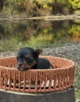 Cole, a male Yorkshire Terrier for sale in Rochester, IN – 3 of 3