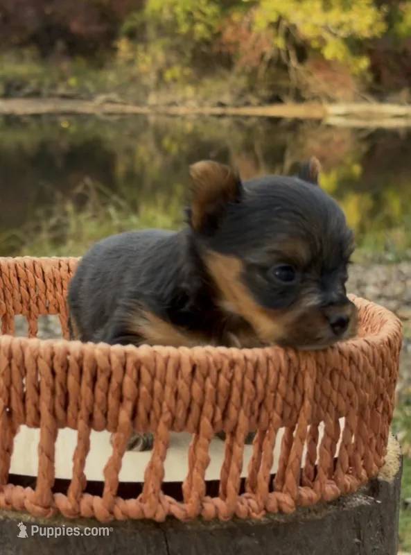 Ash – Yorkshire Terrier puppy for sale in Rochester, IN