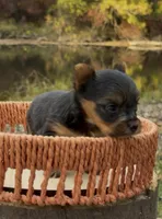 Ash, a male Yorkshire Terrier for sale in Rochester, IN – 1 of 3