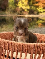 Sonny, a male Yorkshire Terrier for sale in Rochester, IN – 2 of 3