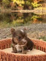 Sonny, a male Yorkshire Terrier for sale in Rochester, IN – 3 of 3